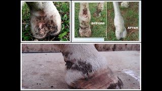 SCRATCHES IN HORSESGreasy heelDermatitis verrucosaEquine pastern dermatitisMud feverCrackedHeel [upl. by Lauber]