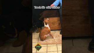 Clicker Training Teach Your Dog to Sit in Minutes [upl. by Digirb89]