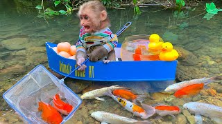 Baby monkey catches koi fish picks fruit finds toys and opens super cute surprise eggs [upl. by Kacy615]