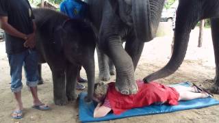 Elephant Massage in Phuket Thailand [upl. by Inram]