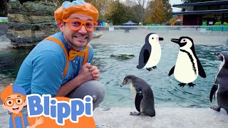 Blippi Learns About Penguins At The Woodland Zoo  Fun and Educational Videos for Kids Blippi [upl. by Alda]