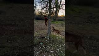 Patterdale terrier treeing mountaincur [upl. by Blackman]