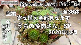 151多肉植物12月庭の寄せ植え36鉢⭐個別にじっくり見せます💓2020年経過報告🌵「うちの多肉さん」スペシャルSP庭編 Succulent [upl. by Rosenblum]