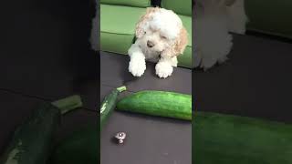 poodle vs zucchini [upl. by Aviv]