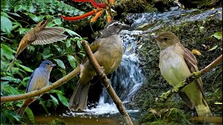 CANTO DOS PÁSSAROS NA MATA ATLÂNTICA PARA RELAXAR A ALMA [upl. by Nagem]