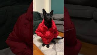 Adını feriha koydum Hera cover 😅 almankurdu germanshepherd puppy yavrukopek Hüzünlü köpek [upl. by Deane]