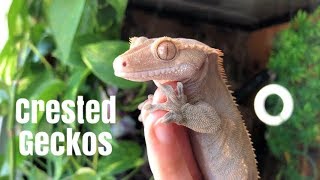 Meet My Crested Geckos [upl. by Enelegna]