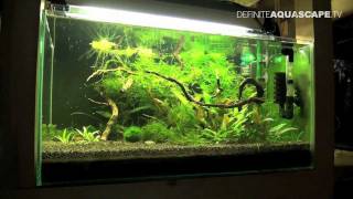 Aquarium Ideas  Planted tank 60x40x30 no 1 Hummel shrimps [upl. by Atinuj653]