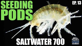 SEEDING Your Saltwater Tank With Copepods  Saltwater 700 [upl. by Oiramad]