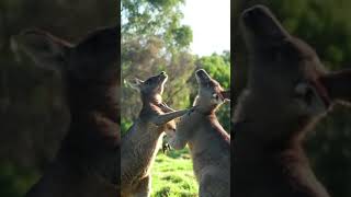 Two kangaroos are fighting🤣 viralvideo ytshorts shorts [upl. by Alethia]