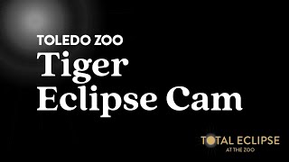 Tiger Eclipse Cam  Toledo Zoo [upl. by Thordis752]