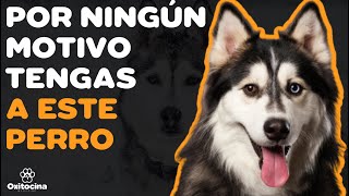 HUSKY SIBERIANO 7 RAZONES para NO TENERLO [upl. by Eanal140]