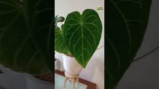 Learning to differentiate Crystallinum and Magnificum anthurium crystallinum magnificum [upl. by Joelynn314]