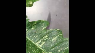 Try this for Brown Spots on Philodendron [upl. by Dnaletak409]