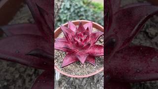 Echeveria agavoides Romeo Rubin 🔥 [upl. by Fazeli]