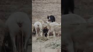 Border Collies and Australian Cattle Dogs [upl. by Schlicher]