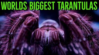 Top 10 LARGEST Tarantulas  Worlds BIGGEST Spiders  GIANT Tarantula [upl. by Schiro]