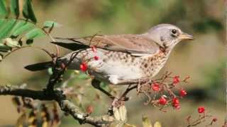 BTO Bird ID  Redwing and Fieldfare [upl. by Ebeneser]