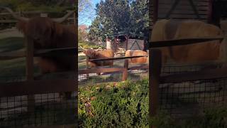 🐮😍🐮 Pet a cow at BuschGardens Williamsburgs NEW 2024 Highland quotCooquot Tour 🐮😍🐮 moo highlandcow [upl. by Dragone245]