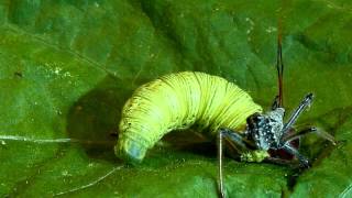 Wheel bug assassin bug vs silverspotted skipper caterpillar [upl. by Ayatnahs520]