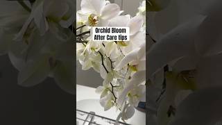 Orchid After Flowering Care  houseplants orchidcare orchidbloom orchidcaretips plantlover [upl. by Ssidnak95]