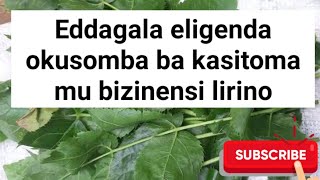 Somba abaguzi oba bakasitoma okuva buli wamu nga okozesa eddagala lino SSENGABIROOTONEDDAGALA [upl. by Rog823]