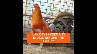 Sabong Pointing ILAN DAYS IKEEP ANG MANOK BAGO ILABAN [upl. by Adnerb]