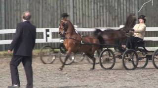 Hackney ponies warming up at Patchetts 2010 [upl. by Boy742]