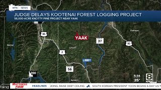 Judge delays Kootenai National Forest project in favor of grizzly bears [upl. by Leclair922]