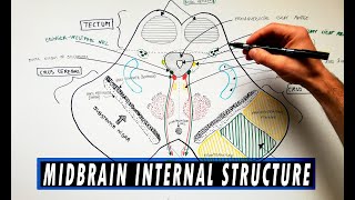 Midbrain  Cross section  Internal structure  Neuroanatomy Tutorial [upl. by Sanferd]