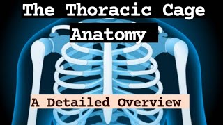 Rib cage structure rib cage anatomy  How Many Ribs In Human Body  Dr Khalil Ur Rehman [upl. by Adnic]