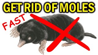 How to Get Rid of MOLES in Your Yard Garden amp House  NATURALLY amp FAST [upl. by Carmelina]