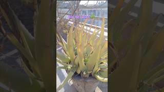 Aloe vera plant ☘️ vlogging minivlog [upl. by Ki]