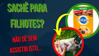 SACHE PARA FILHOTE VALE A PENA QUAL MELHOR RAÇÃO PARA CACHORRO PEQUENO FAZER PAPINHA COM LEITE [upl. by Hnahym740]