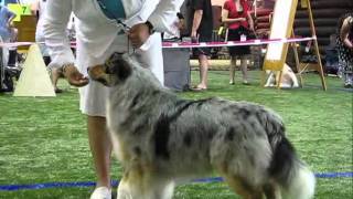 Australian shepherd ring  11062011  CACIB show in Riga [upl. by Elkraps]