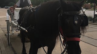 Horse 🐴 drawn carriage in Berea  Ohio [upl. by Damon648]