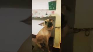 Tu gali ka Chaudhari hai kya ☹️☹️🐶 doglover [upl. by Adnuahsar344]