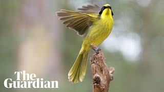 Hybrid helmeted honeyeater introduced to save bird from extinction [upl. by Nagel460]