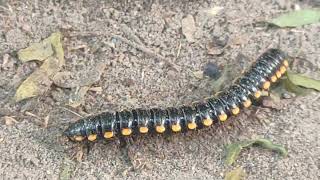 Millipede covered with Road dust 😱😨🐛millipedes millipede millipedetoy kenno worms keeda road [upl. by Mena]