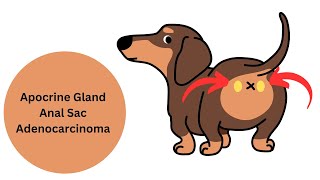 Canine Apocrine Gland Anal Sac Adenocarcinoma aka AGASACA [upl. by Deegan]