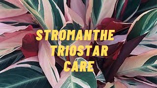 STROMANTHE TRIOSTAR PLANT CARE TIPS  PRAYER PLANT  MARANTA PLANT  CALATHEA TRIOSTAR PLANT [upl. by Nannette]