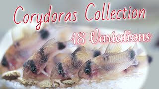 CORYDORAS FISHROOM TOUR 18 different Species of CORY CATFISH [upl. by Norah390]