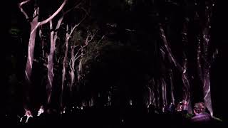 06 10 2024 Western Australia Perth  Kings Park  Light Show  Part 2 [upl. by Yssac]