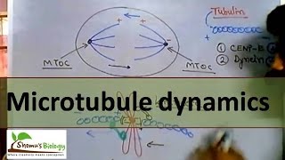 Microtubule polymerization trade milling and function [upl. by Yajnas122]