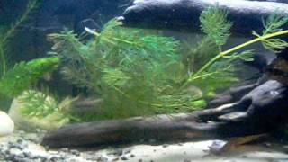 10 gallon Brook Stickleback tank [upl. by Oatis]