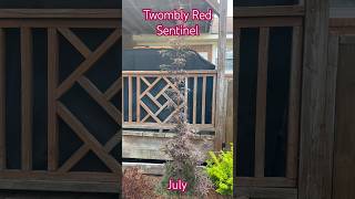 Twombly’s Red Sentinel Columnar Japanese Maple July [upl. by Nahguav]