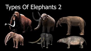 Types Of Elephants 2 [upl. by Ransell75]