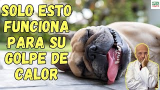 🆘 EL UNICO TRATAMIENTO CASERO EFICAZ PARA EL GOLPE DE CALOR EN PERROS 🆘 [upl. by Lenore478]