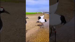 Beautiful are Red crowned crane and they are very big birds 8112024 [upl. by Addiego]