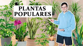 TOP 8 plantas de interior populares [upl. by Esilram686]